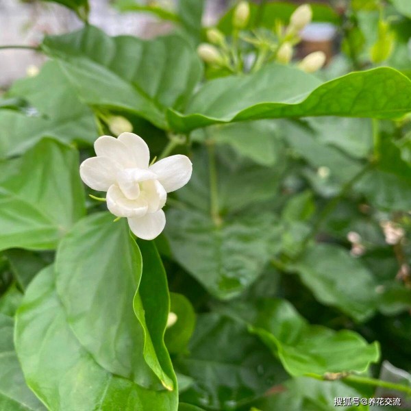 盆栽茉莉养护指南，掉花苞和不再开花的原因和解决方法