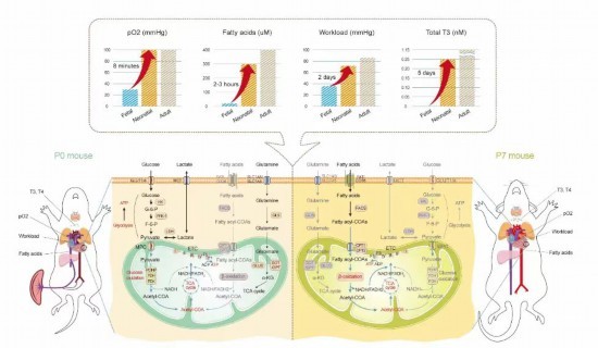 心肌细胞发育过程中的代谢重编程由出生后血氧水平、代谢底物、心腔压力和激素释放等因素的迅速而剧烈变化协同触发。（陆军军医大学西南医院供图）