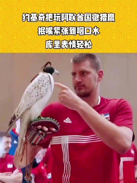约基奇把玩阿联酋国徽猎鹰,抿嘴紧张到咽口水,库里表情轻松