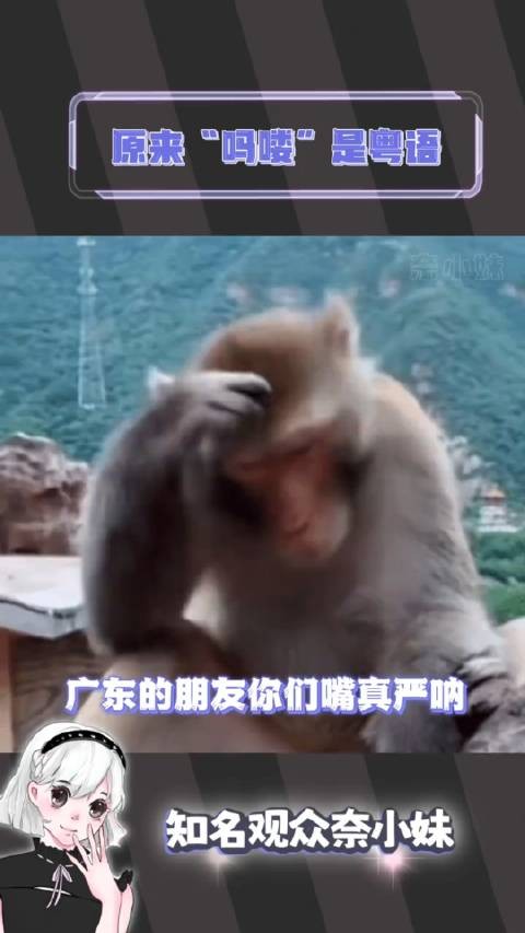 原来吗喽是粤语啊!我一直以为这是梗!张卫健版西游记