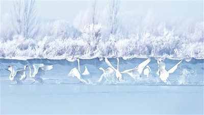 近日，甘肃张掖雪后初霁，白天鹅在黑河沿岸嬉戏、觅食。 申翌晓摄（人民视觉）