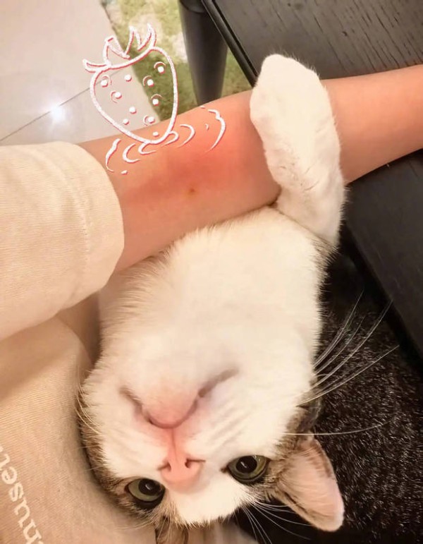 杨幂晒出小猫咪的照片。
