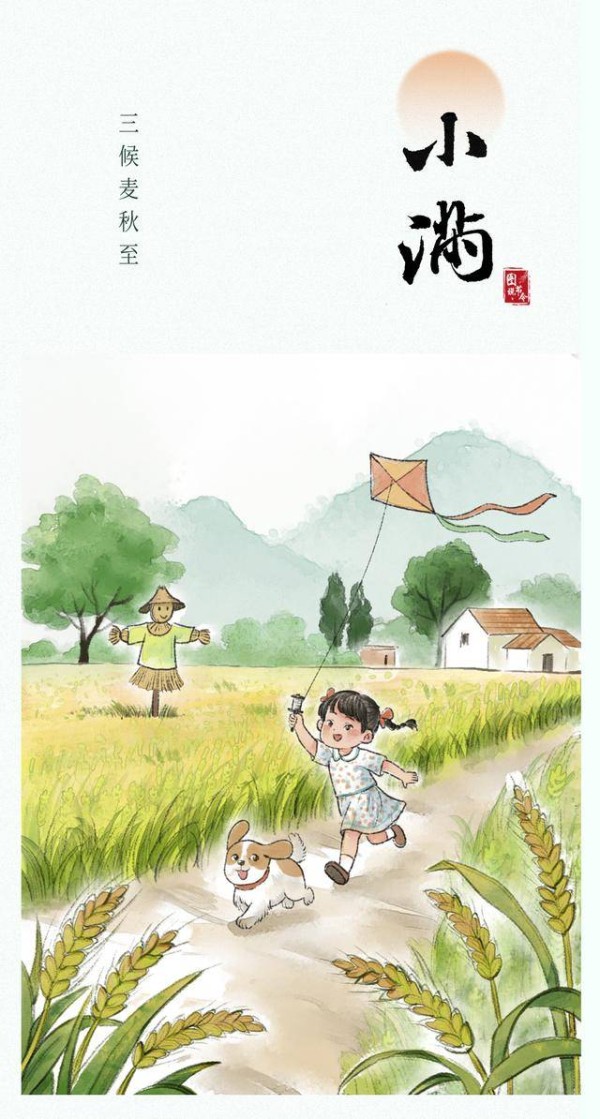 （图表·插画）图说节令·小满丨三候麦秋至