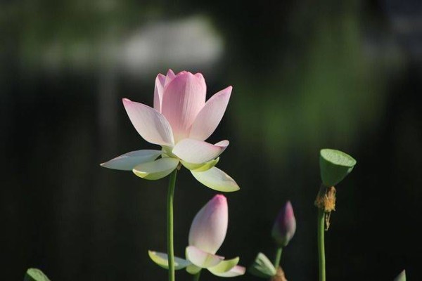 深圳罗湖荷花展，百万朵荷花等你来打卡