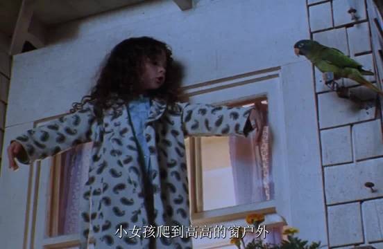 鹦鹉跨越几千公里,只为寻找主人