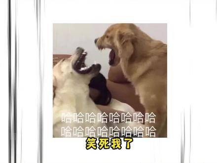 哪家的腹肌这么奇特，笑崩我了哈哈哈！