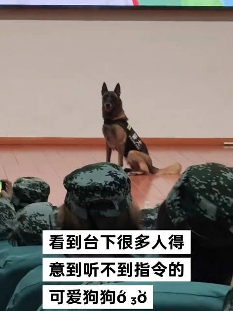 小人得志听起来很坏，小狗得志就很萌