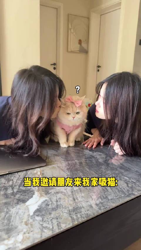 有时候挺想替小猫报警的！