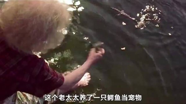 老太太养了只鳄鱼当宠物，每天喂它一头牛，十年长到十米长