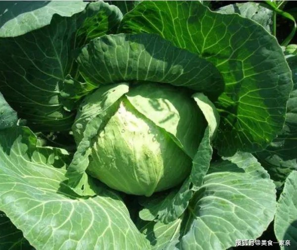 每个德云社的成员都是胖子，伙食证明了一切，看完后竟有一丝羡慕