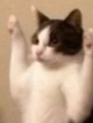 阿米嘎蒂朵喵喵