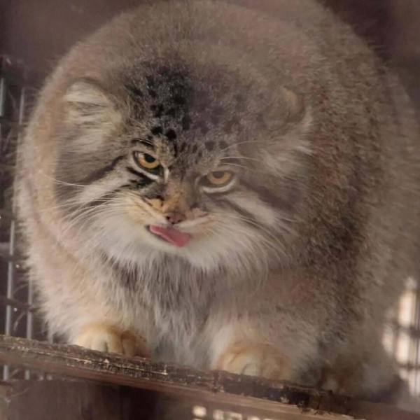 亏妻者百财不入，这事对普通人来说是真的。