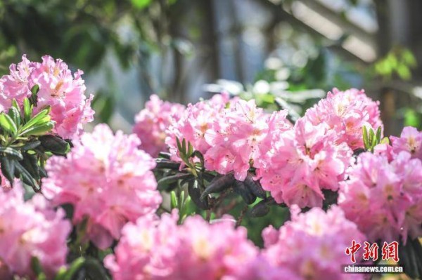 上海各大公园迎新春：有花、有“马” 、有文化