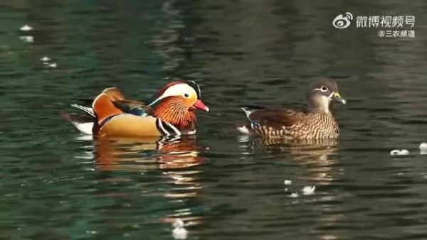 李云霄献唱《在水一方》祝福深情鸳鸯