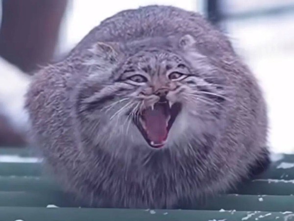 有些男的精神刚需是被捧哏、被哄、需要有观众吹捧他无趣的灵魂。