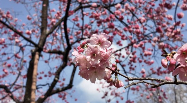 春深似海,非遗添彩!昆明动物园第26届樱花节启幕