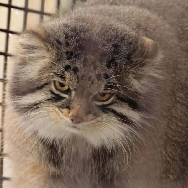 我一个勤勤恳恳的好男人，老婆竟然花了十几万去追星，好想离婚。