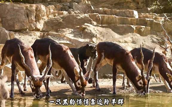 一个男孩竟被狼抚养长大