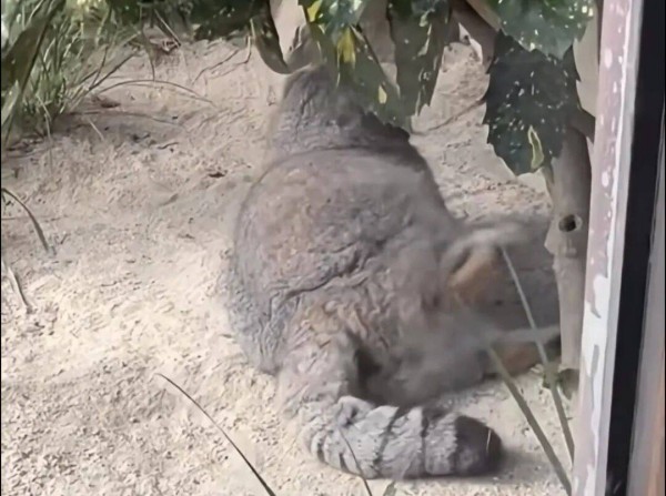 他俩金童玉女郎才女貌,还是女的主动的,咋后来女的把男的甩了呢?