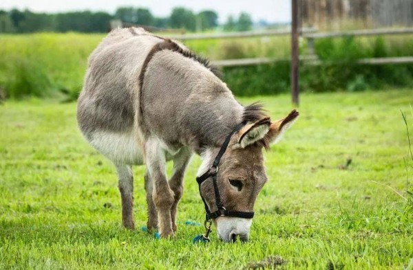 苏轼进寺庙大喊：秃驴何在？小和尚用4个字巧妙回应