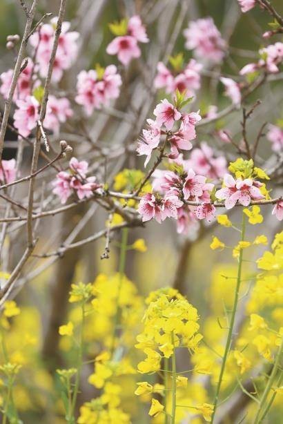 上海桃花节推出300多场文旅活动