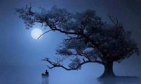 诗词大会上的康震，曾因解读野旷天低树引质疑，他的真错了？