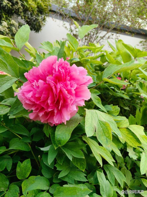 董宇辉的“文化传播使者”的人设，是怎样崩塌的？