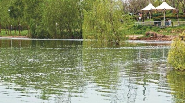 灞柳风雪：千年诗意焕新生