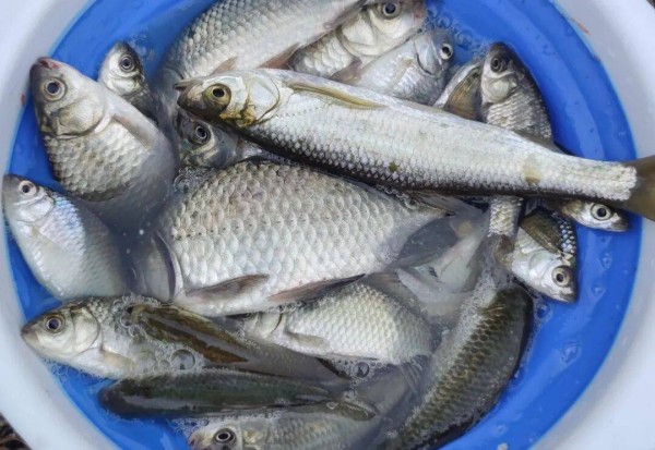 “大鱼人吃，小鱼喂猫，辛苦钓来我凭啥放？”，该不该劝钓友放生？