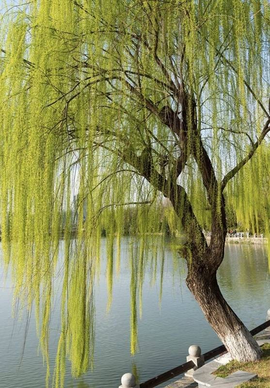 白居易《柳絮》英译，信达雅诗韵出海的东方美学价值传播