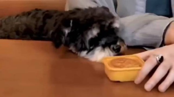 今日份小可爱 :宁宝的呆米酱