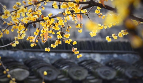 李白收到入京诏书后写了两首诗，一首狂出新高度，另一首可爱到爆