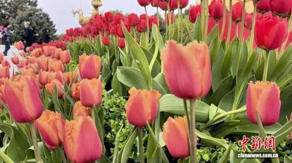 沈阳北陵公园花朝节启幕 26万株花卉绽放世遗古韵