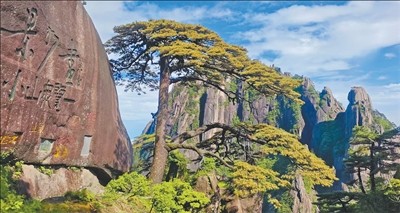迎客松迎来花期（走近自然）