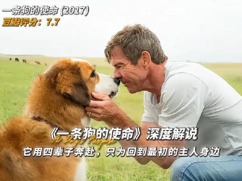 它耗尽四世轮回,只求重归最初那个主人身旁 跨越生死的爱