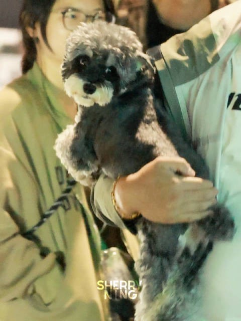 下班了,我也想撸呆呆 小尾巴好可爱