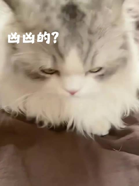终于瞒不住了 我们家赞赞是小咪的事实了