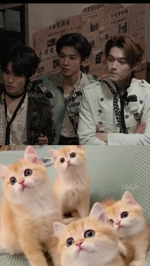 张真源陈哲远许凯三人同框摇头晃脑,获称猫猫祟祟三兄弟