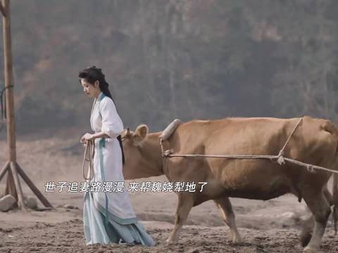 柿子开启厚脸皮追妻之路，全家助攻世子再求娶魏娆 /嫁金钗 田曦薇 闫桉