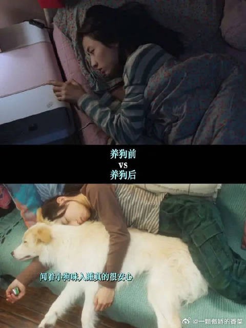 在这个乱糟糟的世界，小狗是我的解药
