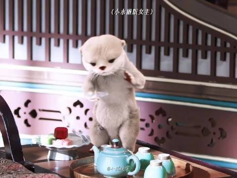 献鱼陈飞宇王影璐萌物叫醒男主